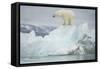 Norway, Spitsbergen, Woodfjorden. Polar Bear Atop a Glacial Ice Floe-Steve Kazlowski-Framed Stretched Canvas