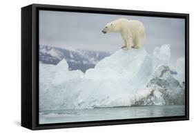 Norway, Spitsbergen, Woodfjorden. Polar Bear Atop a Glacial Ice Floe-Steve Kazlowski-Framed Stretched Canvas