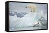 Norway, Spitsbergen, Woodfjorden. Polar Bear Atop a Glacial Ice Floe-Steve Kazlowski-Framed Stretched Canvas