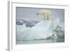 Norway, Spitsbergen, Woodfjorden. Polar Bear Atop a Glacial Ice Floe-Steve Kazlowski-Framed Photographic Print