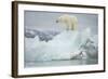 Norway, Spitsbergen, Woodfjorden. Polar Bear Atop a Glacial Ice Floe-Steve Kazlowski-Framed Photographic Print