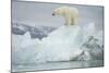 Norway, Spitsbergen, Woodfjorden. Polar Bear Atop a Glacial Ice Floe-Steve Kazlowski-Mounted Photographic Print