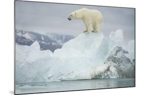 Norway, Spitsbergen, Woodfjorden. Polar Bear Atop a Glacial Ice Floe-Steve Kazlowski-Mounted Photographic Print