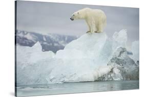 Norway, Spitsbergen, Woodfjorden. Polar Bear Atop a Glacial Ice Floe-Steve Kazlowski-Stretched Canvas