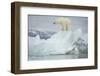 Norway, Spitsbergen, Woodfjorden. Polar Bear Atop a Glacial Ice Floe-Steve Kazlowski-Framed Premium Photographic Print