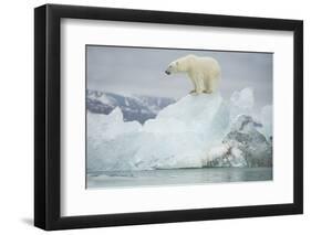 Norway, Spitsbergen, Woodfjorden. Polar Bear Atop a Glacial Ice Floe-Steve Kazlowski-Framed Premium Photographic Print