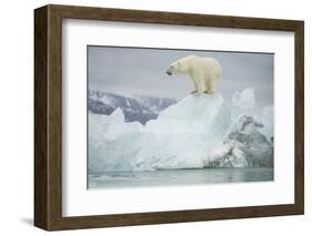 Norway, Spitsbergen, Woodfjorden. Polar Bear Atop a Glacial Ice Floe-Steve Kazlowski-Framed Photographic Print