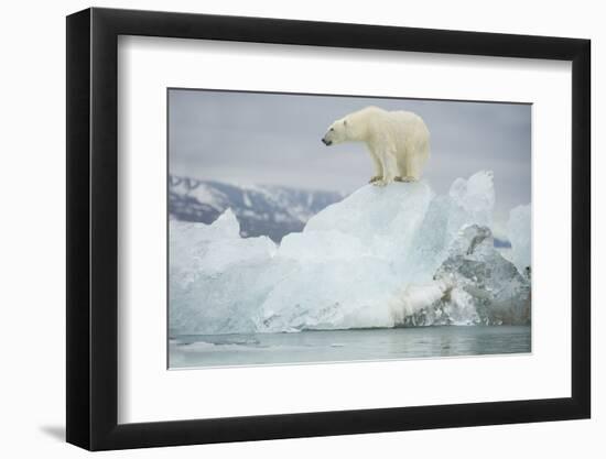Norway, Spitsbergen, Woodfjorden. Polar Bear Atop a Glacial Ice Floe-Steve Kazlowski-Framed Photographic Print