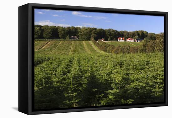 Norway Spruce (Christmas Tree) Plantation, Ry, Lake District, Jutland, Denmark, Scandinavia, Europe-Stuart Black-Framed Stretched Canvas