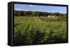 Norway Spruce (Christmas Tree) Plantation, Ry, Lake District, Jutland, Denmark, Scandinavia, Europe-Stuart Black-Framed Stretched Canvas