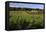 Norway Spruce (Christmas Tree) Plantation, Ry, Lake District, Jutland, Denmark, Scandinavia, Europe-Stuart Black-Framed Stretched Canvas