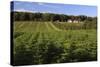 Norway Spruce (Christmas Tree) Plantation, Ry, Lake District, Jutland, Denmark, Scandinavia, Europe-Stuart Black-Stretched Canvas