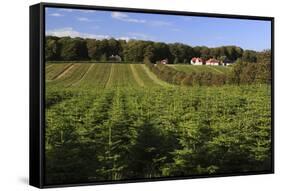 Norway Spruce (Christmas Tree) Plantation, Ry, Lake District, Jutland, Denmark, Scandinavia, Europe-Stuart Black-Framed Stretched Canvas