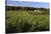 Norway Spruce (Christmas Tree) Plantation, Ry, Lake District, Jutland, Denmark, Scandinavia, Europe-Stuart Black-Stretched Canvas