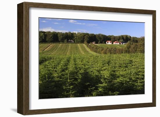 Norway Spruce (Christmas Tree) Plantation, Ry, Lake District, Jutland, Denmark, Scandinavia, Europe-Stuart Black-Framed Photographic Print