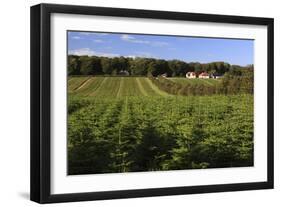 Norway Spruce (Christmas Tree) Plantation, Ry, Lake District, Jutland, Denmark, Scandinavia, Europe-Stuart Black-Framed Photographic Print