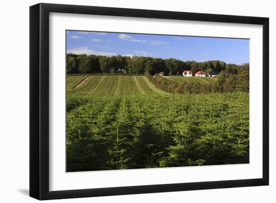 Norway Spruce (Christmas Tree) Plantation, Ry, Lake District, Jutland, Denmark, Scandinavia, Europe-Stuart Black-Framed Photographic Print