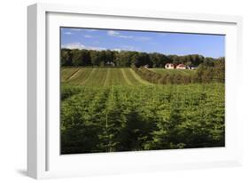 Norway Spruce (Christmas Tree) Plantation, Ry, Lake District, Jutland, Denmark, Scandinavia, Europe-Stuart Black-Framed Photographic Print