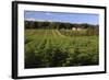 Norway Spruce (Christmas Tree) Plantation, Ry, Lake District, Jutland, Denmark, Scandinavia, Europe-Stuart Black-Framed Photographic Print