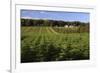 Norway Spruce (Christmas Tree) Plantation, Ry, Lake District, Jutland, Denmark, Scandinavia, Europe-Stuart Black-Framed Photographic Print