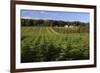 Norway Spruce (Christmas Tree) Plantation, Ry, Lake District, Jutland, Denmark, Scandinavia, Europe-Stuart Black-Framed Photographic Print