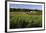 Norway Spruce (Christmas Tree) Plantation, Ry, Lake District, Jutland, Denmark, Scandinavia, Europe-Stuart Black-Framed Photographic Print