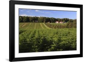 Norway Spruce (Christmas Tree) Plantation, Ry, Lake District, Jutland, Denmark, Scandinavia, Europe-Stuart Black-Framed Photographic Print