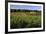 Norway Spruce (Christmas Tree) Plantation, Ry, Lake District, Jutland, Denmark, Scandinavia, Europe-Stuart Black-Framed Photographic Print