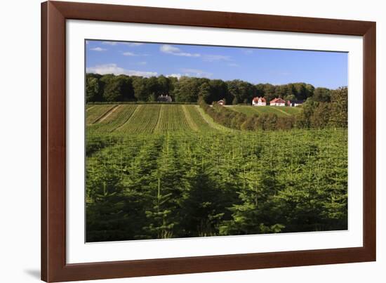 Norway Spruce (Christmas Tree) Plantation, Ry, Lake District, Jutland, Denmark, Scandinavia, Europe-Stuart Black-Framed Photographic Print