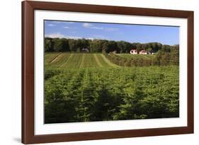 Norway Spruce (Christmas Tree) Plantation, Ry, Lake District, Jutland, Denmark, Scandinavia, Europe-Stuart Black-Framed Photographic Print