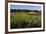 Norway Spruce (Christmas Tree) Plantation, Ry, Lake District, Jutland, Denmark, Scandinavia, Europe-Stuart Black-Framed Photographic Print