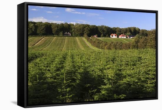 Norway Spruce (Christmas Tree) Plantation, Ry, Lake District, Jutland, Denmark, Scandinavia, Europe-Stuart Black-Framed Stretched Canvas