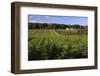 Norway Spruce (Christmas Tree) Plantation, Ry, Lake District, Jutland, Denmark, Scandinavia, Europe-Stuart Black-Framed Photographic Print