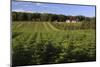 Norway Spruce (Christmas Tree) Plantation, Ry, Lake District, Jutland, Denmark, Scandinavia, Europe-Stuart Black-Mounted Photographic Print