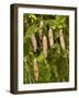 Norway Spruce Female Cones-null-Framed Photographic Print