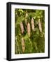 Norway Spruce Female Cones-null-Framed Photographic Print