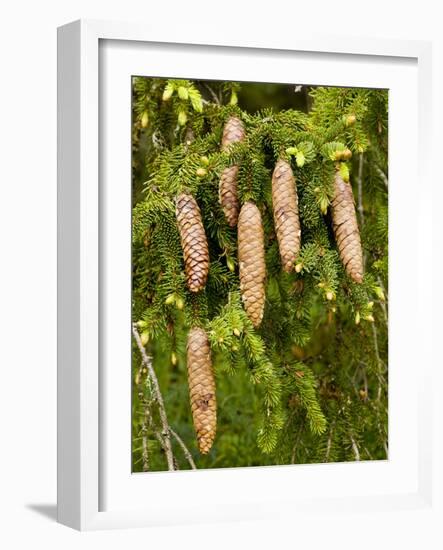 Norway Spruce Female Cones-null-Framed Photographic Print