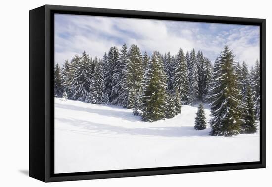 Norway Spruce Forest in Winter Snow-null-Framed Stretched Canvas