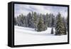 Norway Spruce Forest in Winter Snow-null-Framed Stretched Canvas