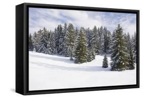 Norway Spruce Forest in Winter Snow-null-Framed Stretched Canvas