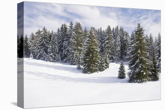 Norway Spruce Forest in Winter Snow-null-Stretched Canvas