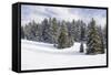Norway Spruce Forest in Winter Snow-null-Framed Stretched Canvas