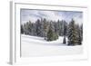 Norway Spruce Forest in Winter Snow-null-Framed Photographic Print