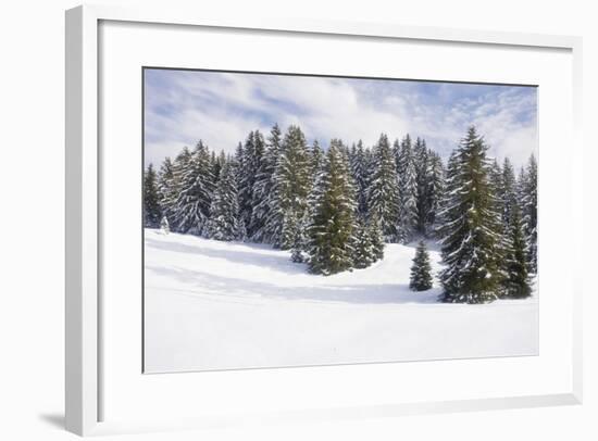 Norway Spruce Forest in Winter Snow-null-Framed Photographic Print