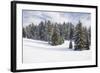 Norway Spruce Forest in Winter Snow-null-Framed Photographic Print