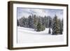 Norway Spruce Forest in Winter Snow-null-Framed Photographic Print