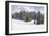 Norway Spruce Forest in Winter Snow-null-Framed Photographic Print