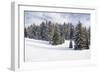 Norway Spruce Forest in Winter Snow-null-Framed Photographic Print