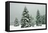 Norway Spruce in Heavy Snow-null-Framed Stretched Canvas