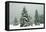 Norway Spruce in Heavy Snow-null-Framed Stretched Canvas